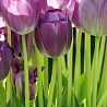 Персональная страница /i/users/avatar/4b7562616e6f63686b61.jpg