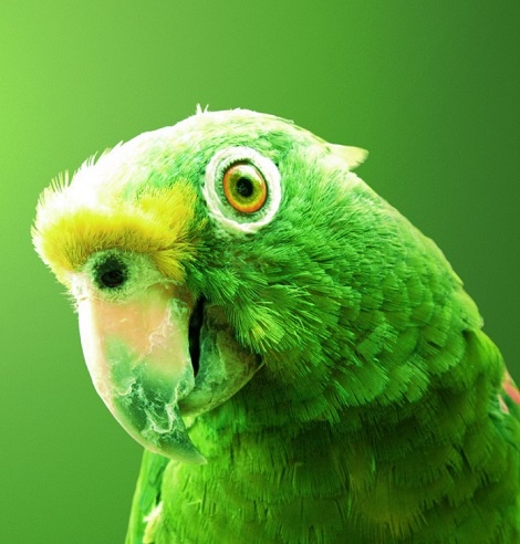 ekologreen